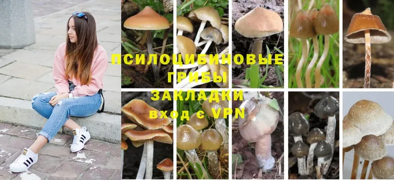 omg как войти  Камышин  Галлюциногенные грибы MAGIC MUSHROOMS 